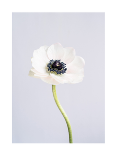 Poster einer weißen Anemone vor grauem Hintergrund.