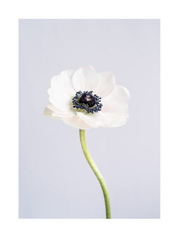Poster einer weißen Anemone vor grauem Hintergrund.