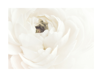 Nahaufnahme einer weißen Blume mit weichen Blütenblättern.