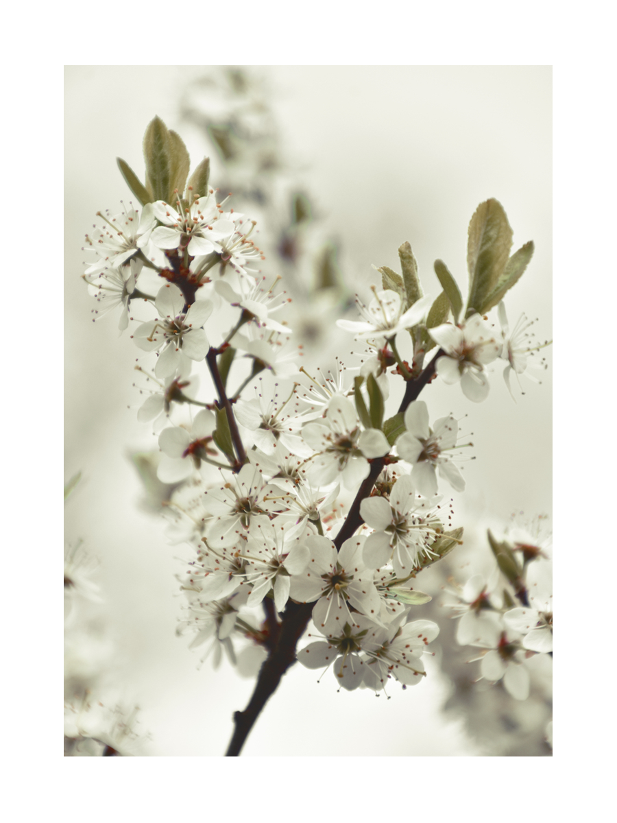 Fotografie von weißen Blüten an einem Zweig mit verschwommenem Hintergrund.