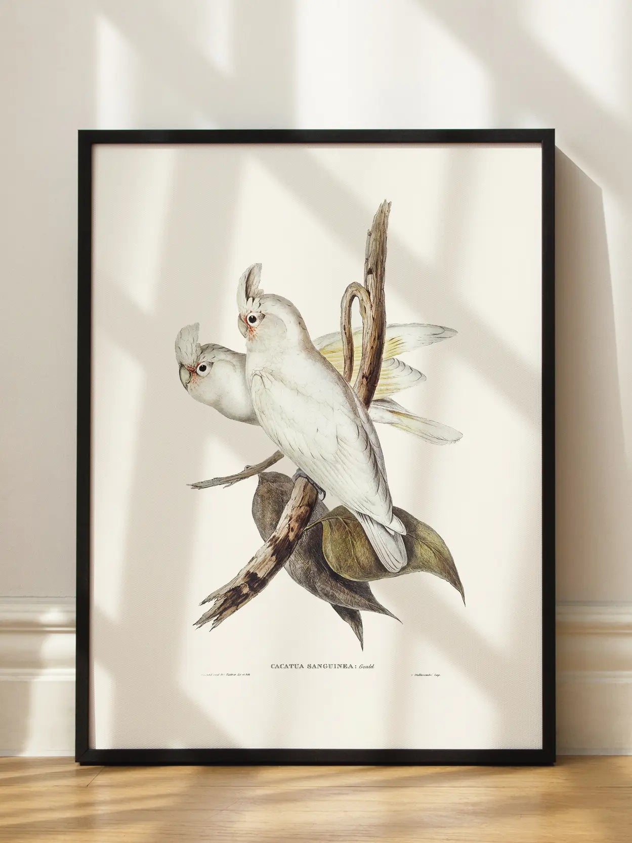 White Cockatoo Bird Illustration