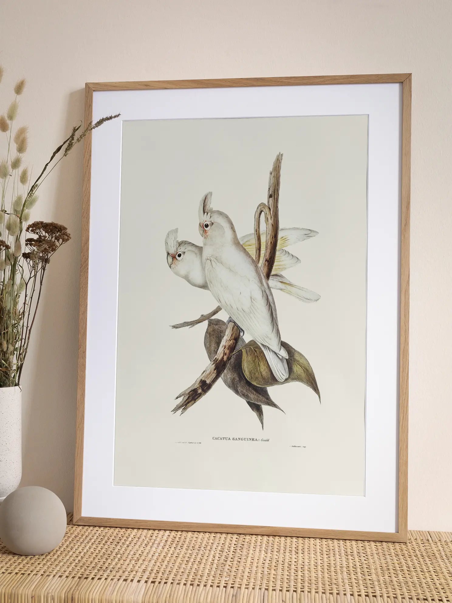 White Cockatoo Bird Illustration Poster