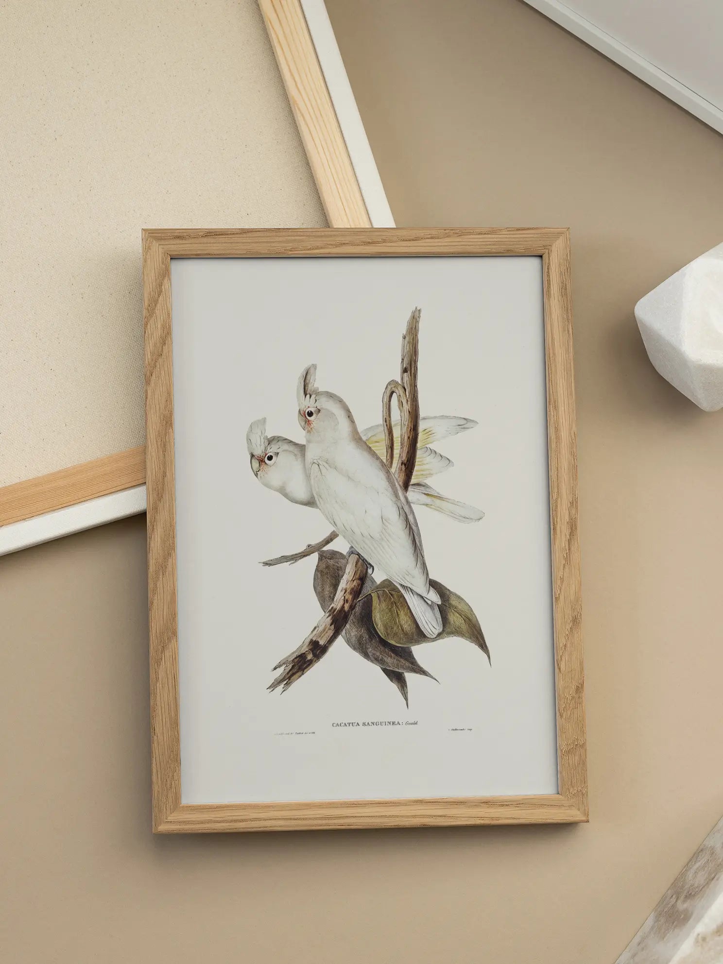 White Cockatoo Bird Illustration Poster