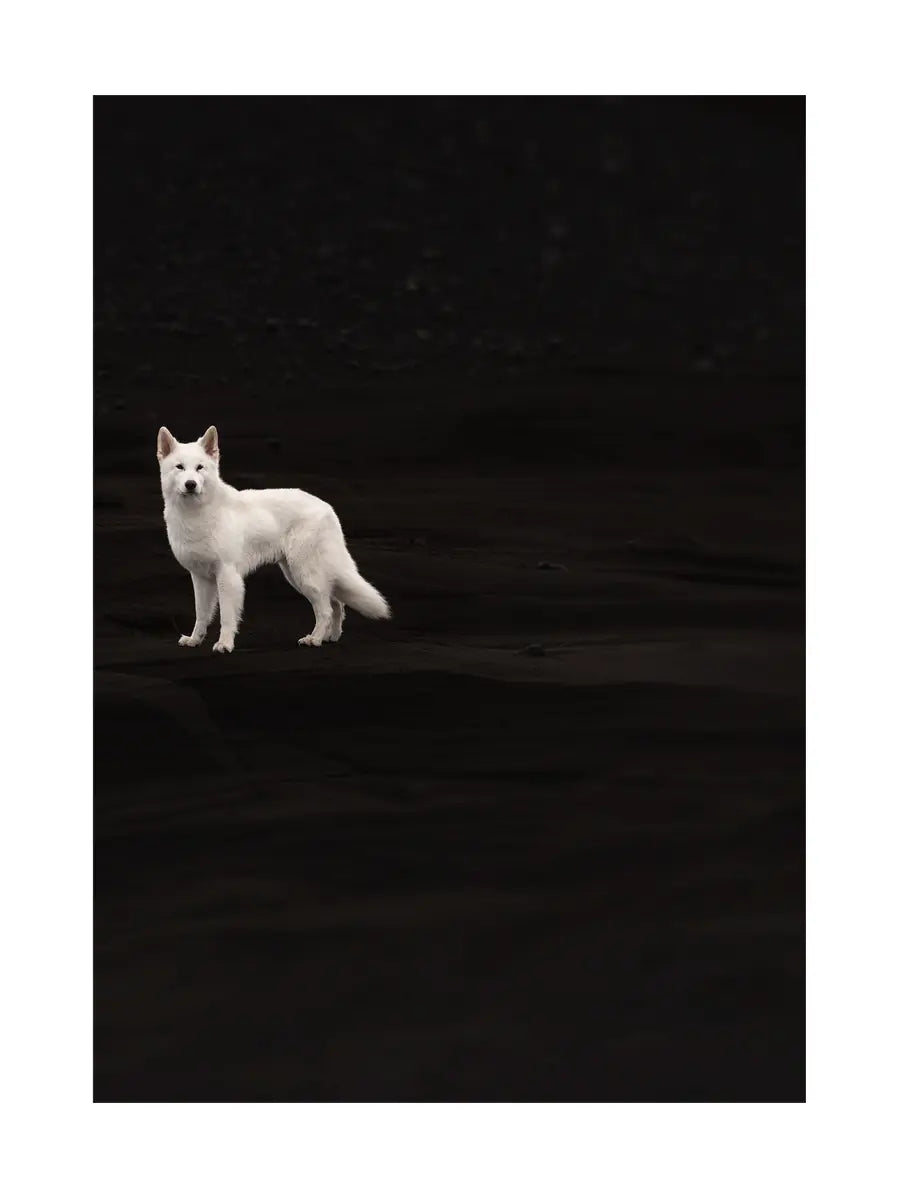 White Dog Poster