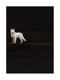 Ein weißer Hund steht auf schwarzem Sand und schaut den Betrachter an.