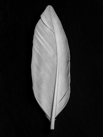 Weiße Feder auf schwarzem Hintergrund.