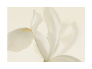 Weiße Blume auf hellbeigem Hintergrund.