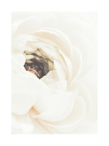 Nahaufnahme einer weißen Blume mit zarten Blütenblättern.