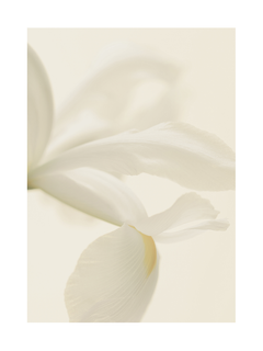 Nahaufnahme von weißen Blütenblättern einer Blume.
