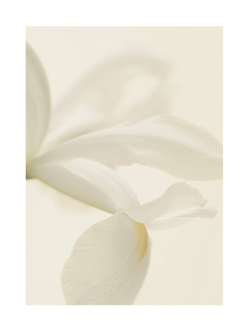 Nahaufnahme von weißen Blütenblättern einer Blume.