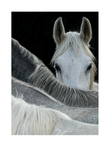 Fotografie eines weißen Pferdes, das seinen Kopf auf einem anderen Pferd ablegt.