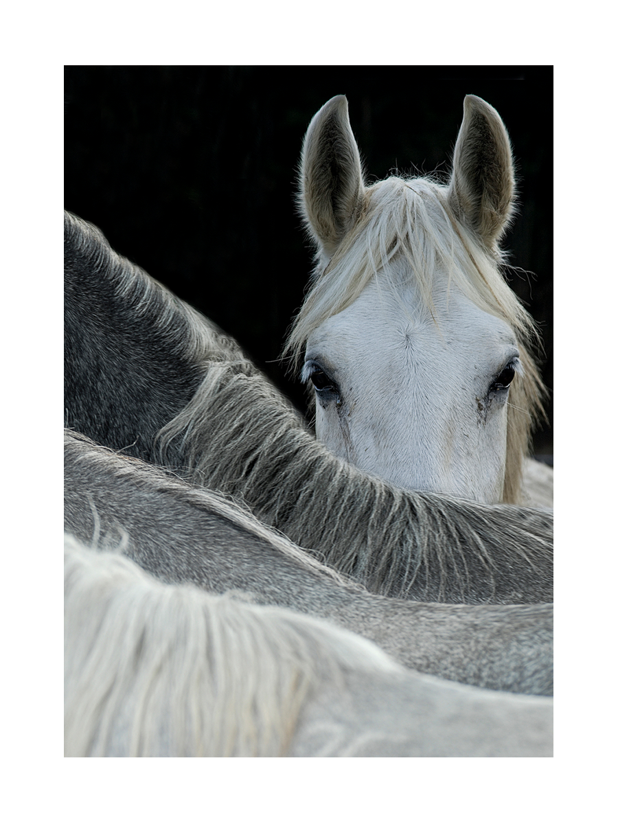 Fotografie eines weißen Pferdes, das seinen Kopf auf einem anderen Pferd ablegt.