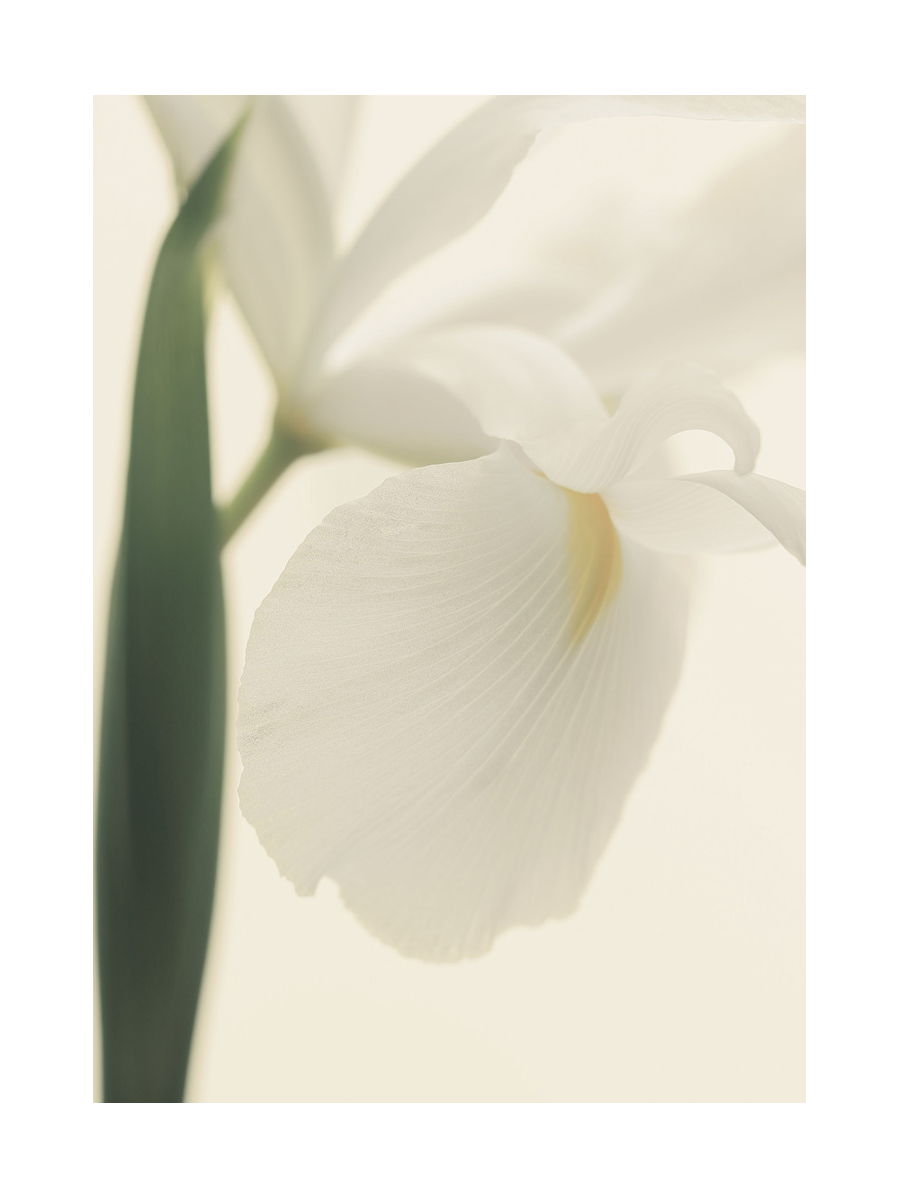 Nahaufnahme einer weißen Irisblume vor einem hellbeigen Hintergrund.