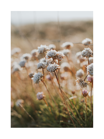 Fotografie von weißen Wiesenblumen in einem natürlichen Umfeld.
