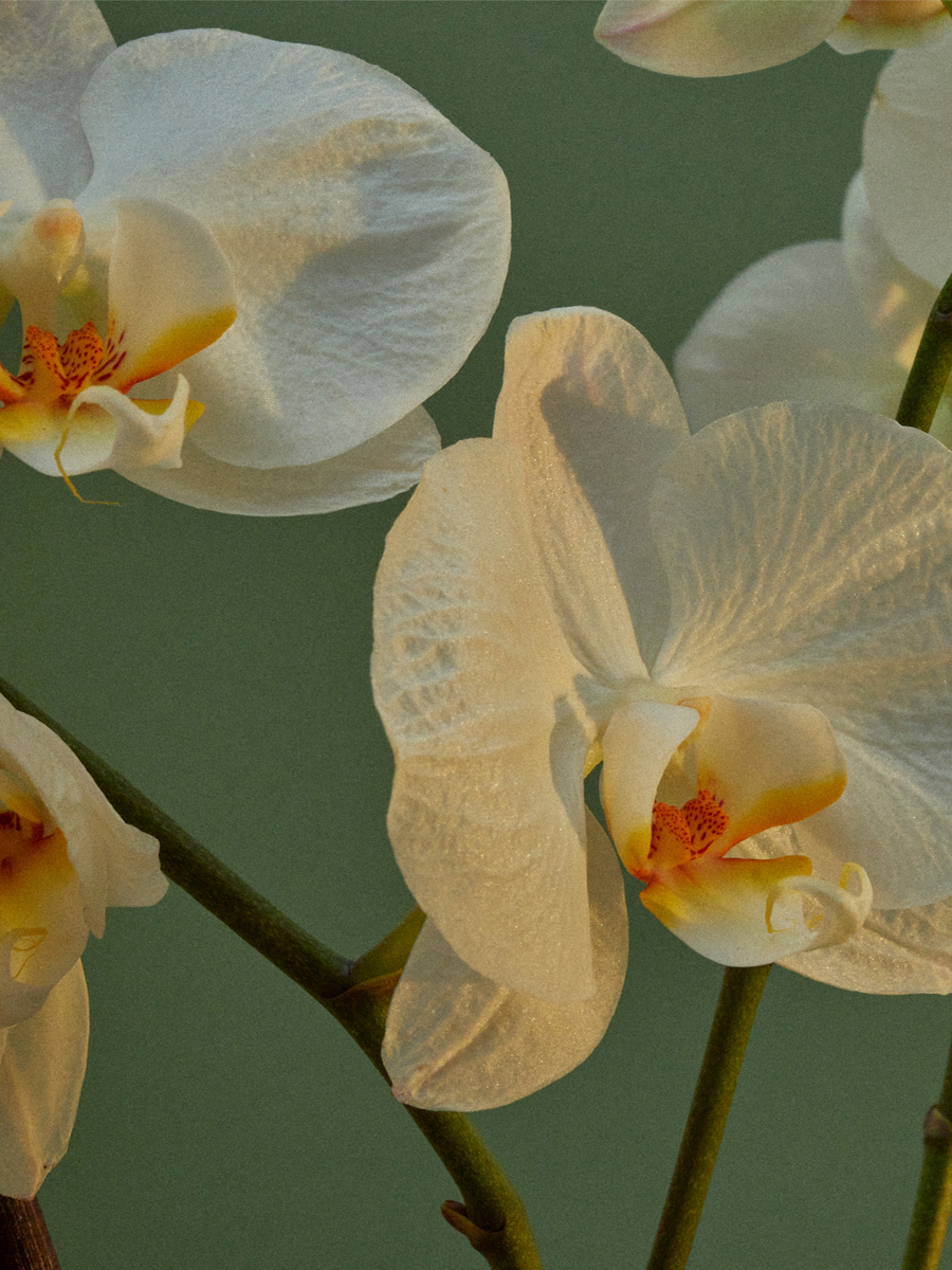 Fotografie von weißen Orchideen mit grünem Hintergrund.