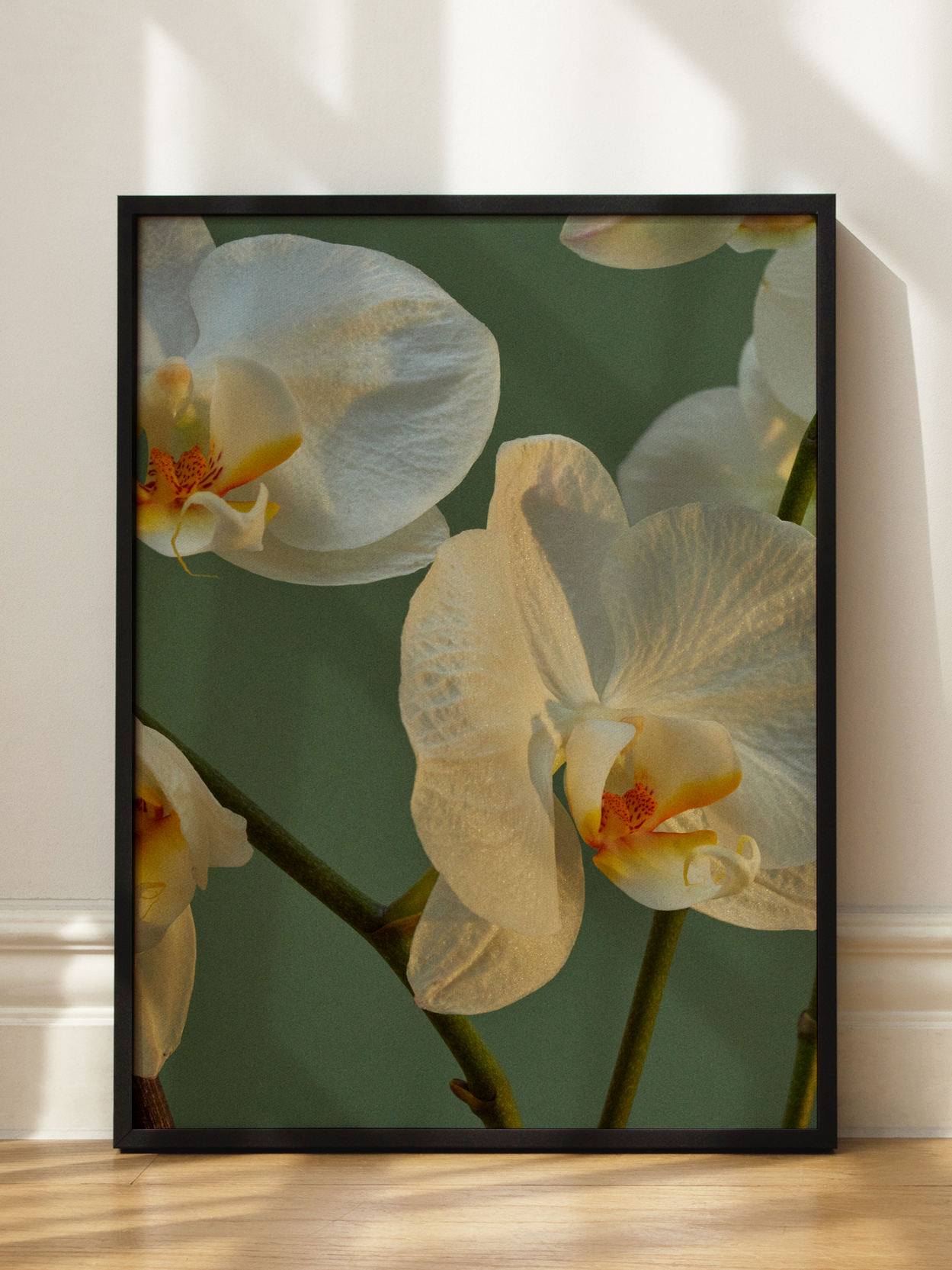 White Orchids Poster