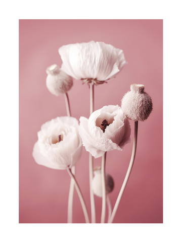 Weiße Mohnblumen vor einem rosa Hintergrund.