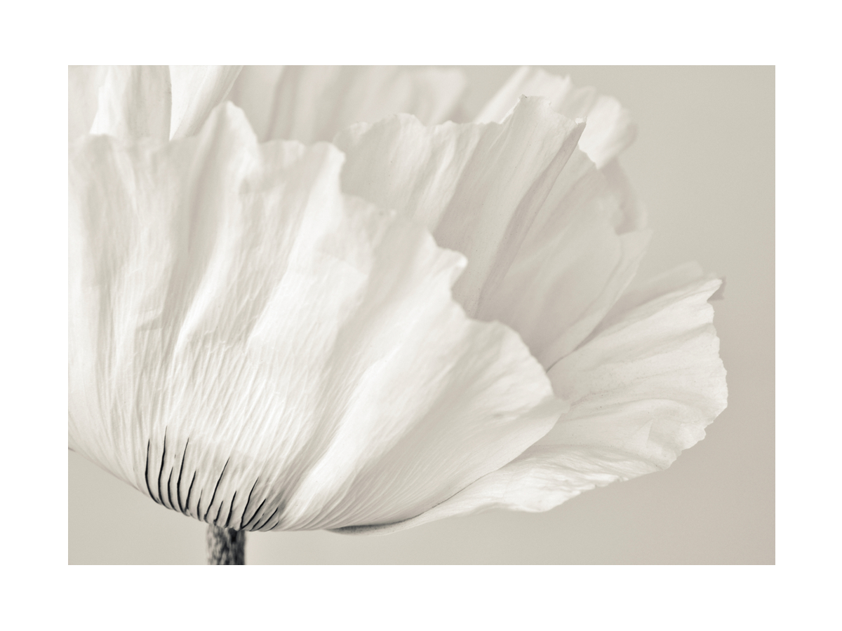 Nahaufnahme einer weißen Mohnblume mit wellenförmigen Blütenblättern in monochromer Farbgebung.