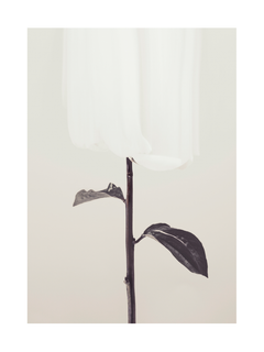 Schwarz-weiß-Fotografie einer weißen Rose mit dunklem Stiel und Blättern vor einem hellgrauen Hintergrund.