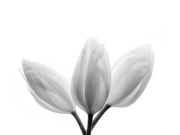 Drei weiße Tulpen in schwarz-weiß auf einem weißen Hintergrund.