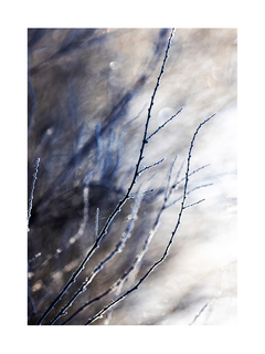 Fotografie von dünnen, mit Schnee bedeckten Ästen vor einem verschwommenen Hintergrund.