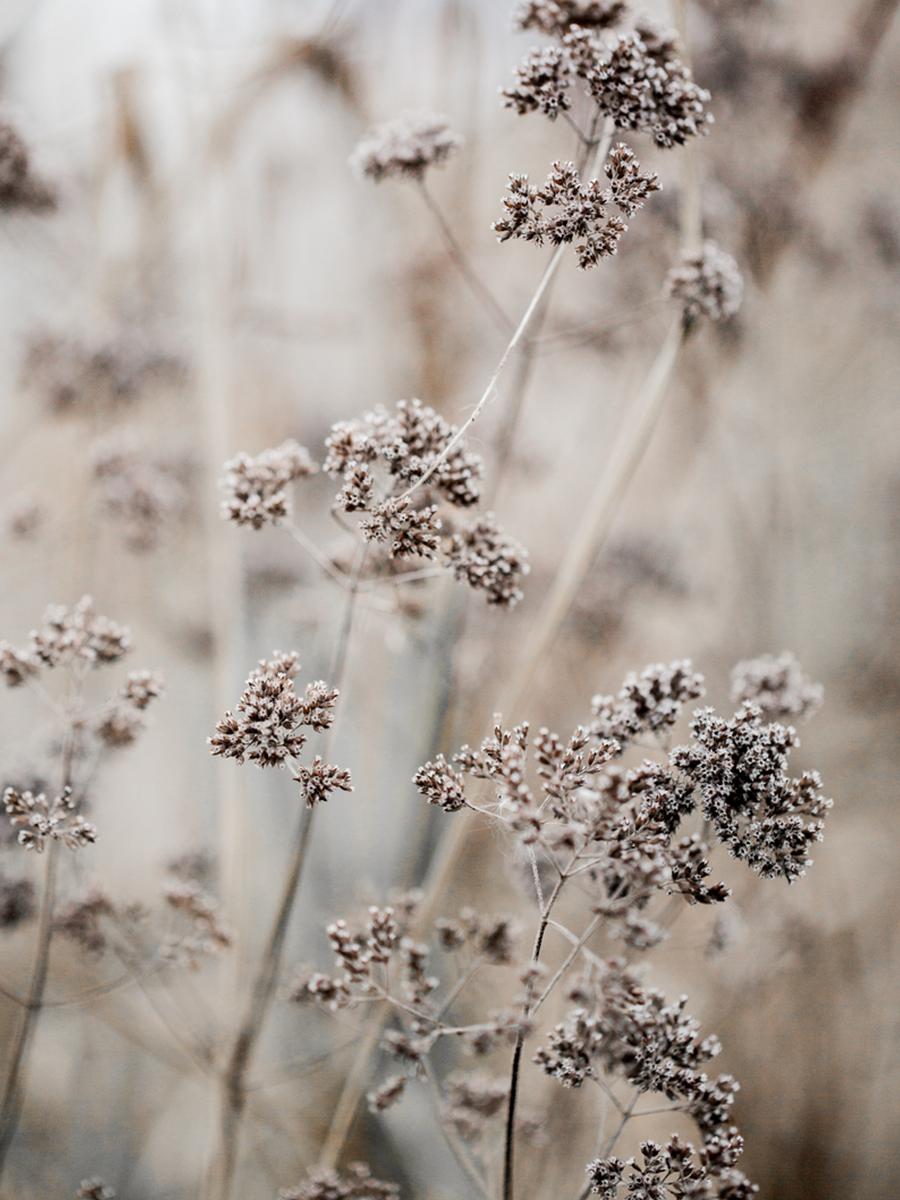 Fotografie von kleinen braunen Blumen mit einem hellgrauen Hintergrund.