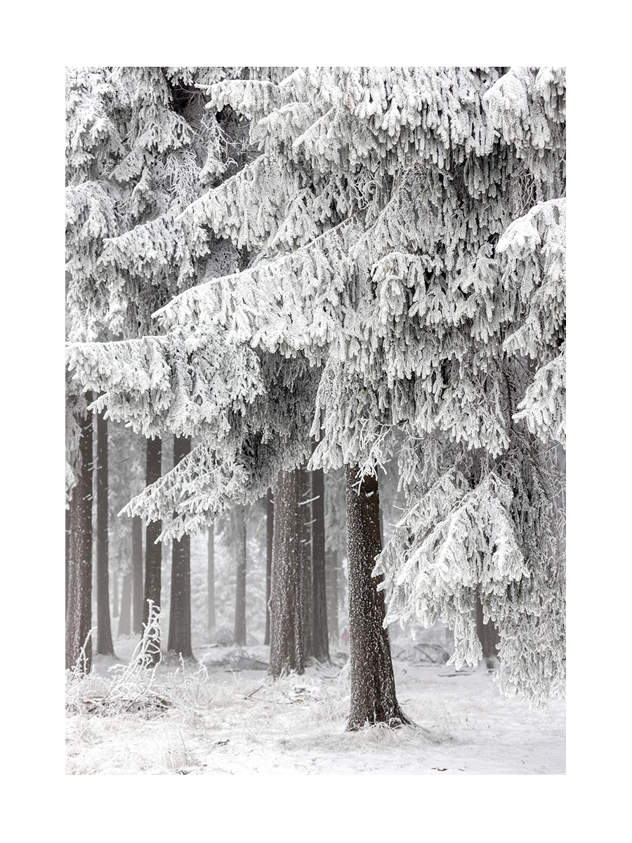 Fotografie eines schneebedeckten Waldes mit verschneiten Bäumen.
