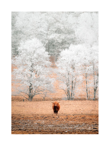 Fotografie eines Hochlandrinds vor schneebedeckten Bäumen in einer Winterlandschaft.