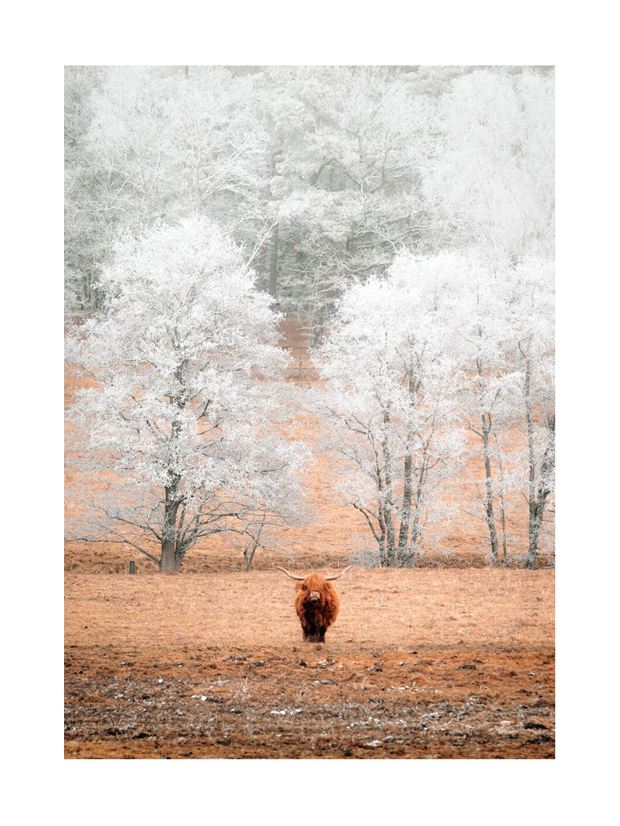 Fotografie eines Hochlandrinds vor schneebedeckten Bäumen in einer Winterlandschaft.