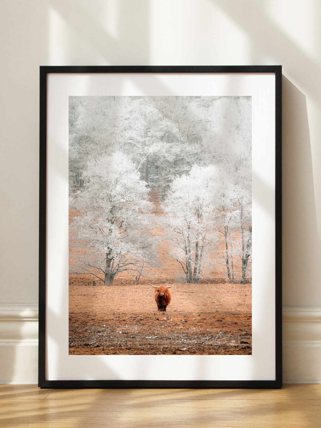 Winter Highland Cow