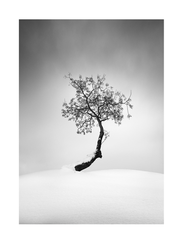 Schwarzweiß-Fotografie eines kleinen Baumes in einer verschneiten Landschaft mit grauem Himmel.