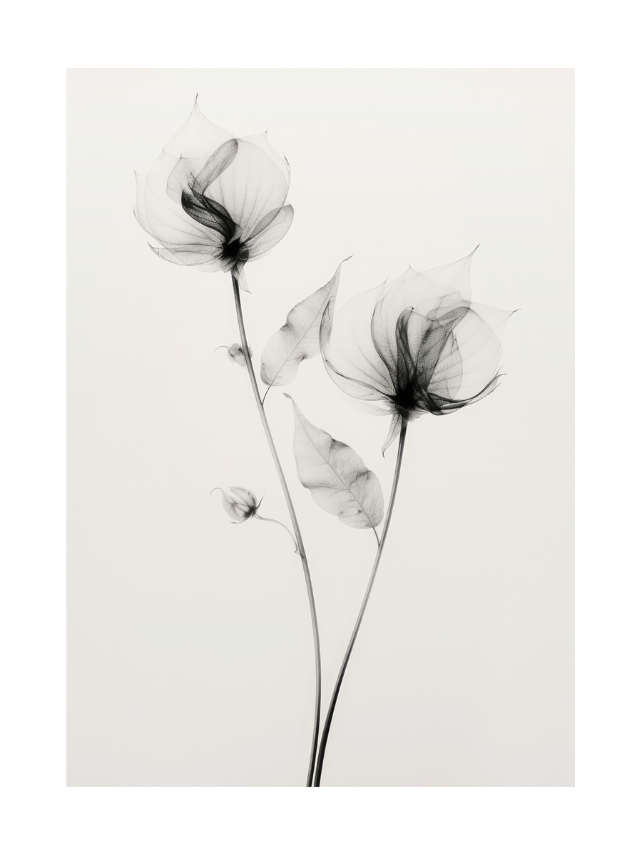Illustration von zwei Rosen im x-ray-Stil auf hellem Hintergrund.