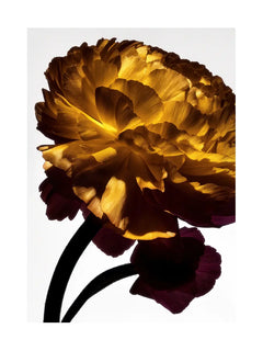 Poster einer leuchtend gelben Blume mit schwarzen Stielen und dunkelviolettem Rand.