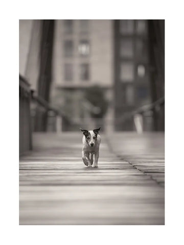 Ein kleiner Hund läuft über eine Brücke.