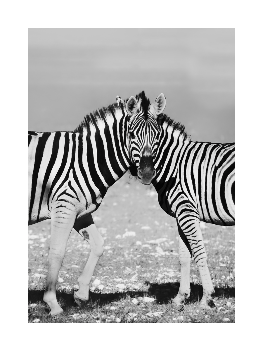 Schwarz-Weiß-Fotografie von zwei Zebras auf einer Wiese.