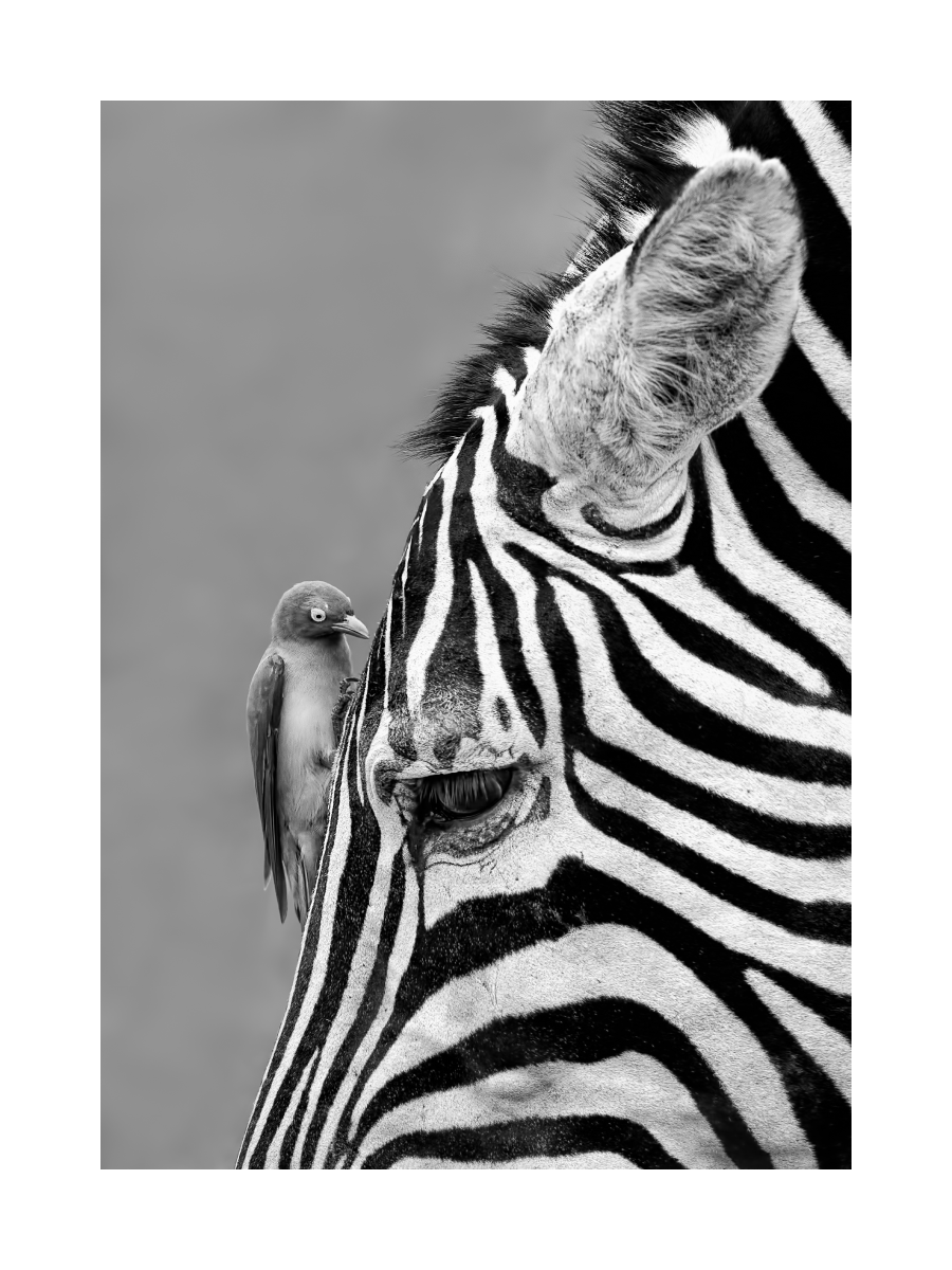 Schwarz-Weiß-Fotografie eines Zebras mit einem Vogel auf seinem Rücken.