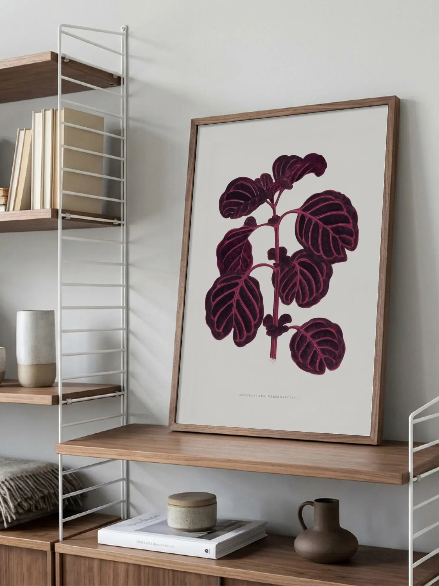 Achyranthes Verschaffeltii Poster