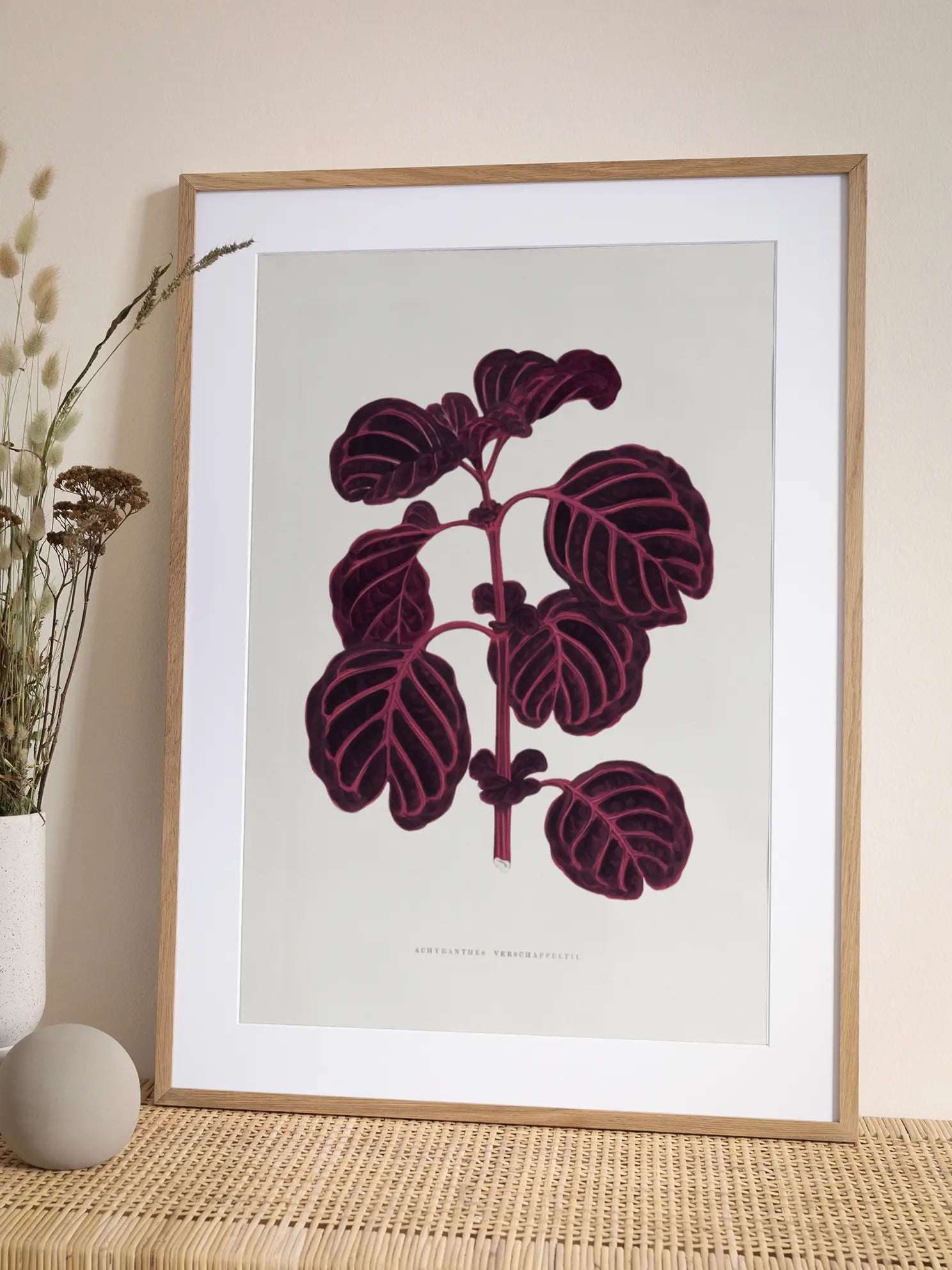 Achyranthes Verschaffeltii Poster