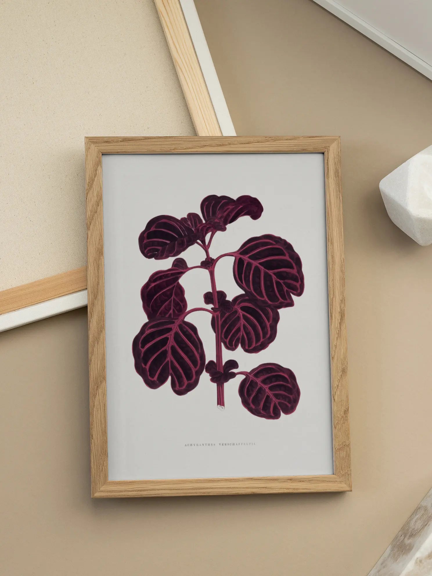 Achyranthes Verschaffeltii Poster