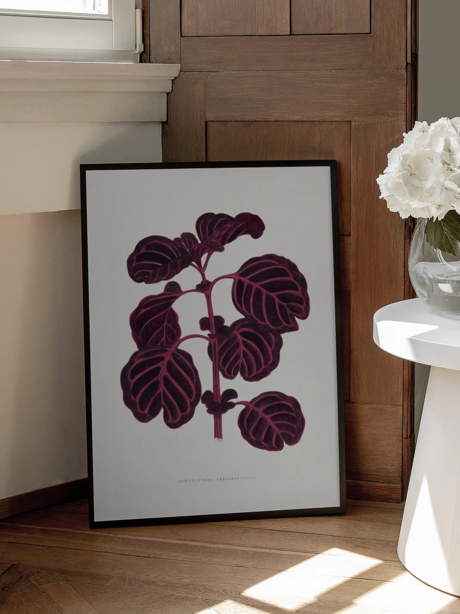 Achyranthes Verschaffeltii Poster