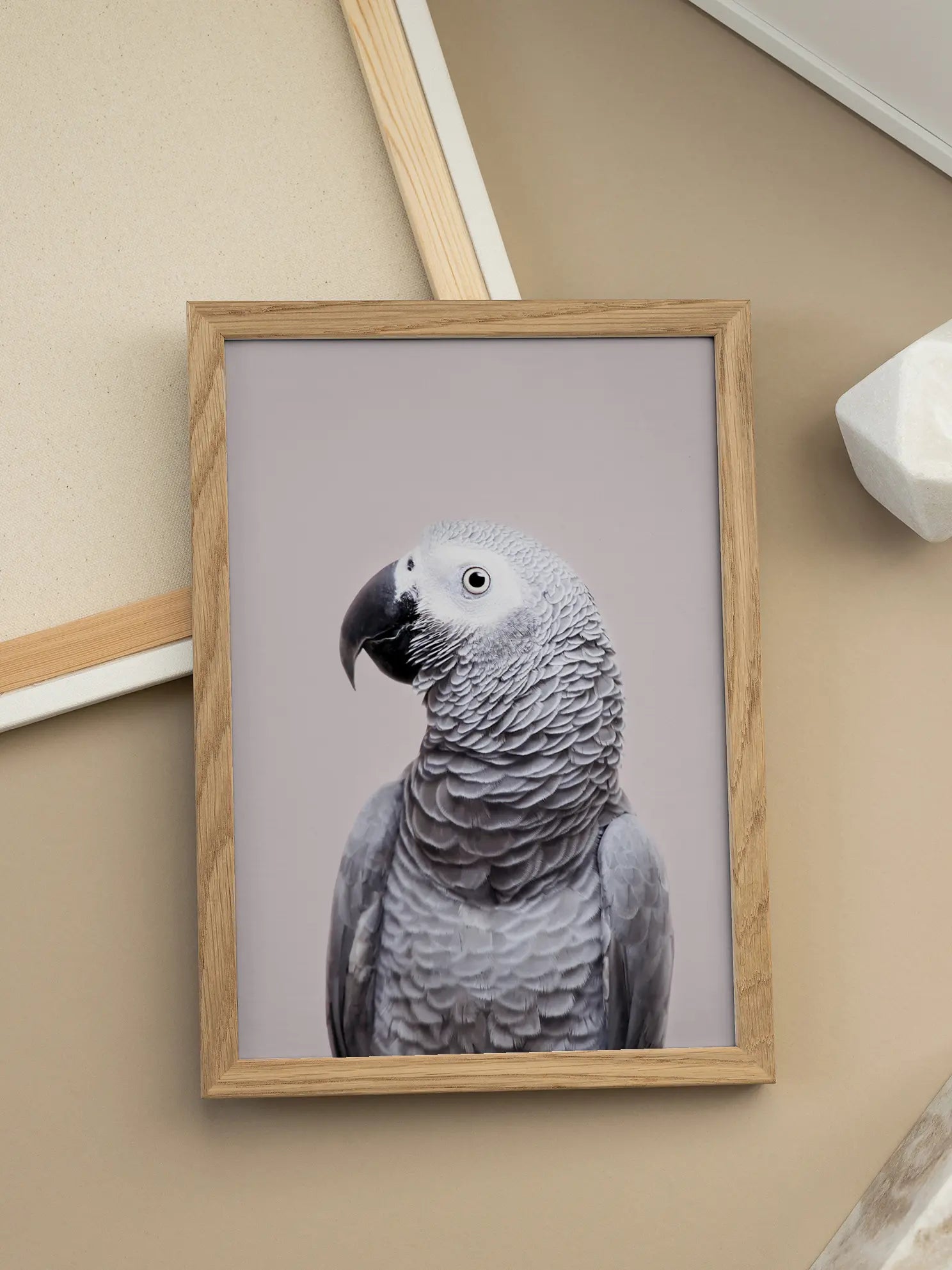 African Grey Poster