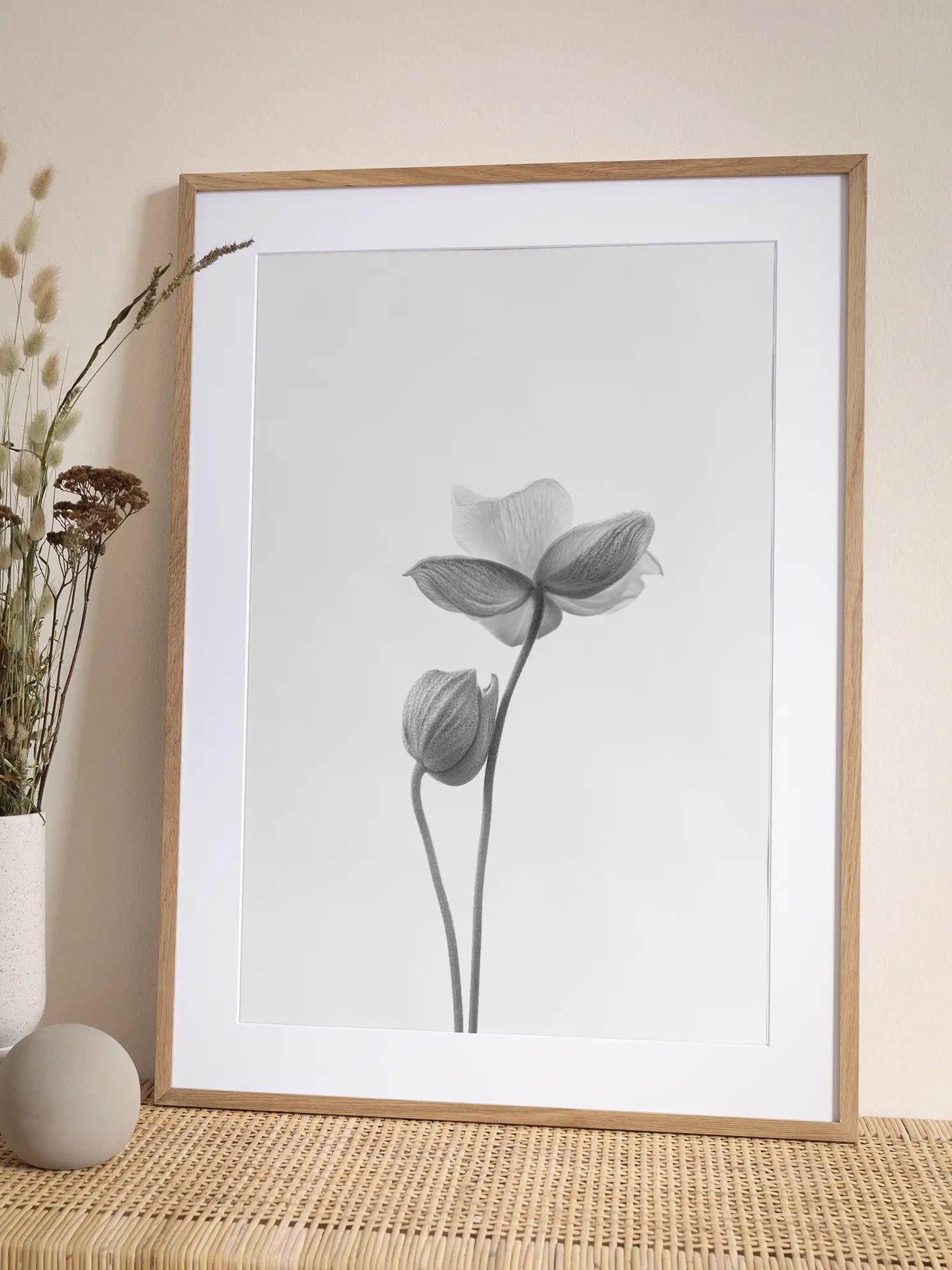 Anemone Bicolor Poster