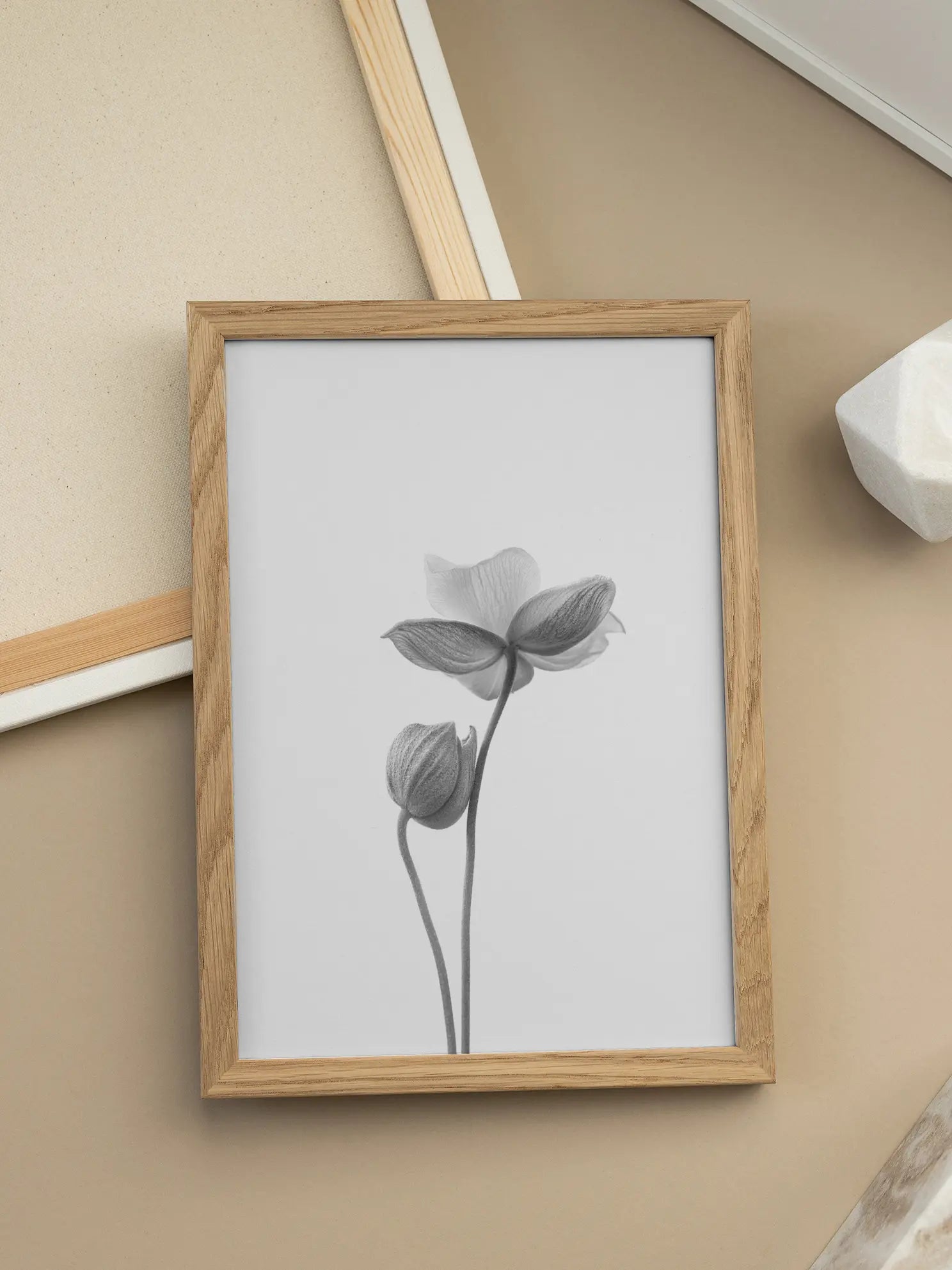Anemone Bicolor Poster