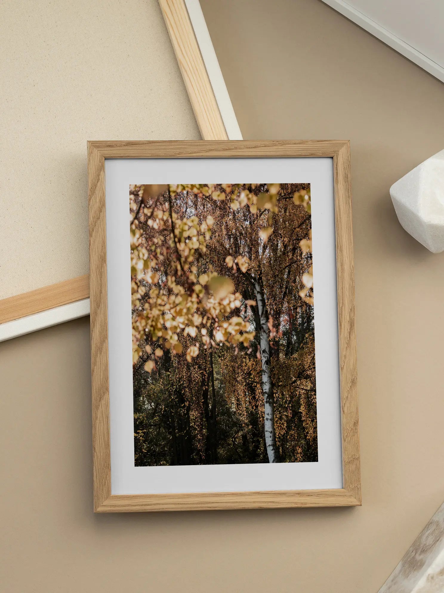 Autumn Birch Poster