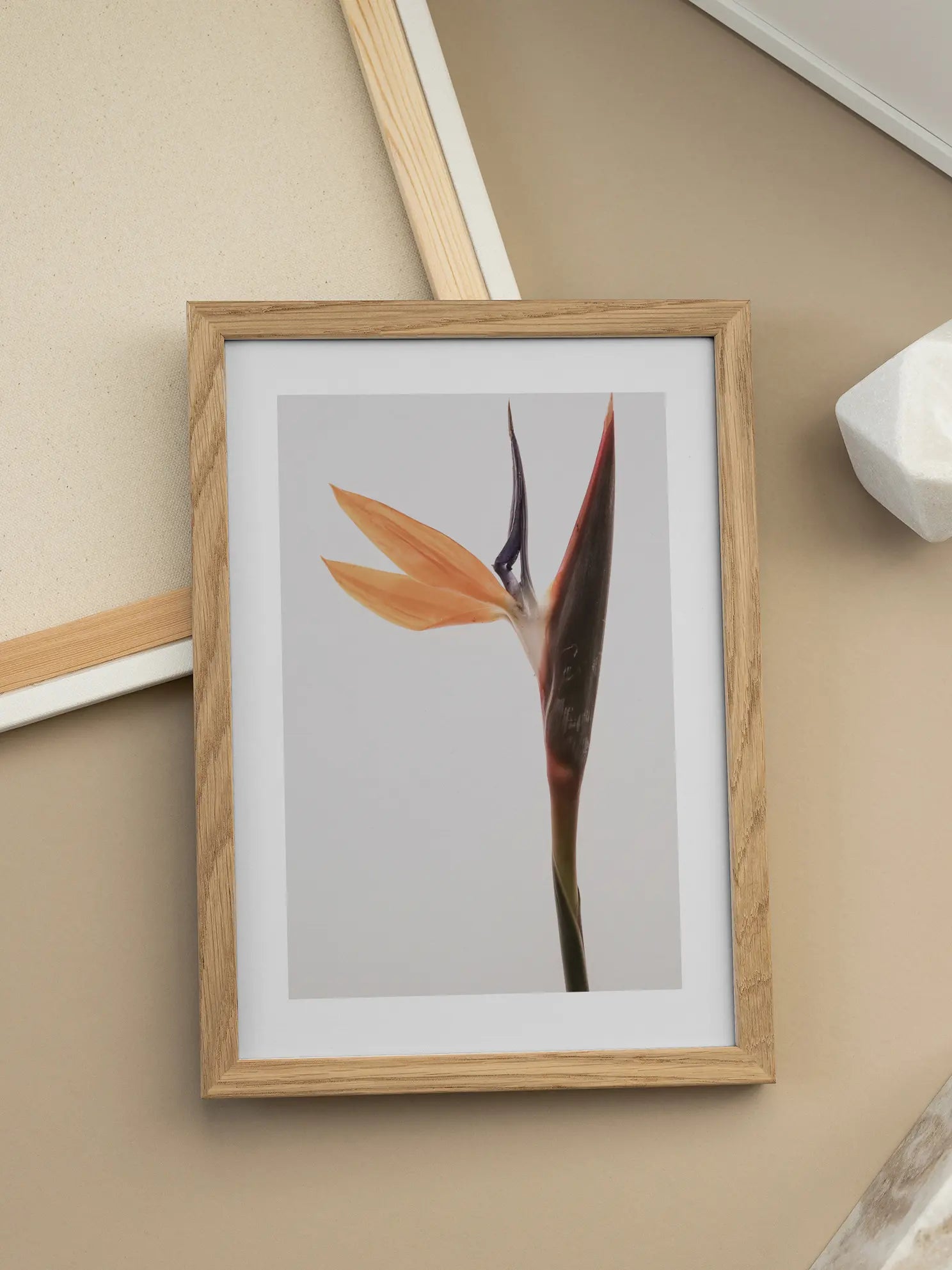Bird of Paradise Poster