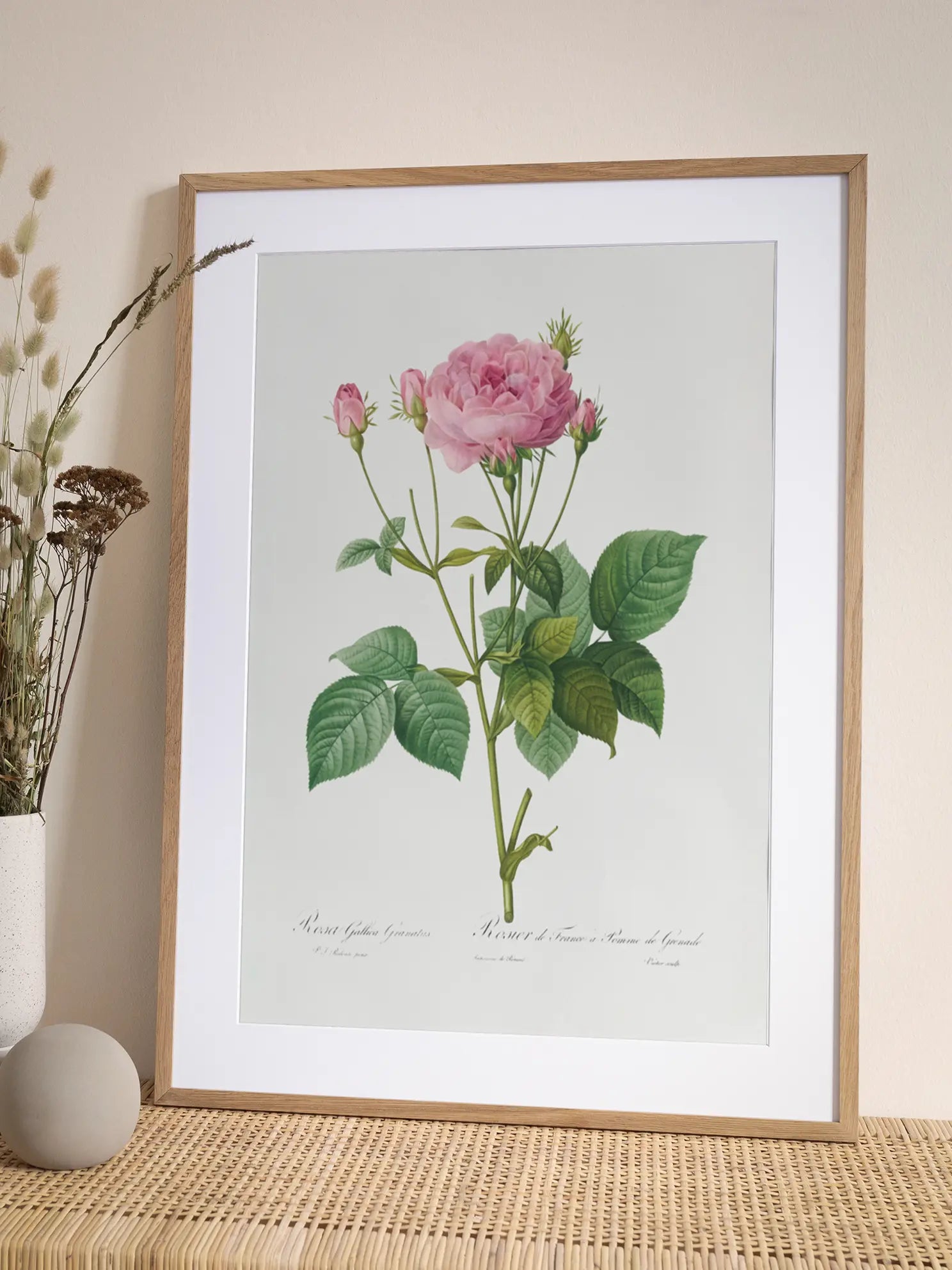Botanical Rose Poster