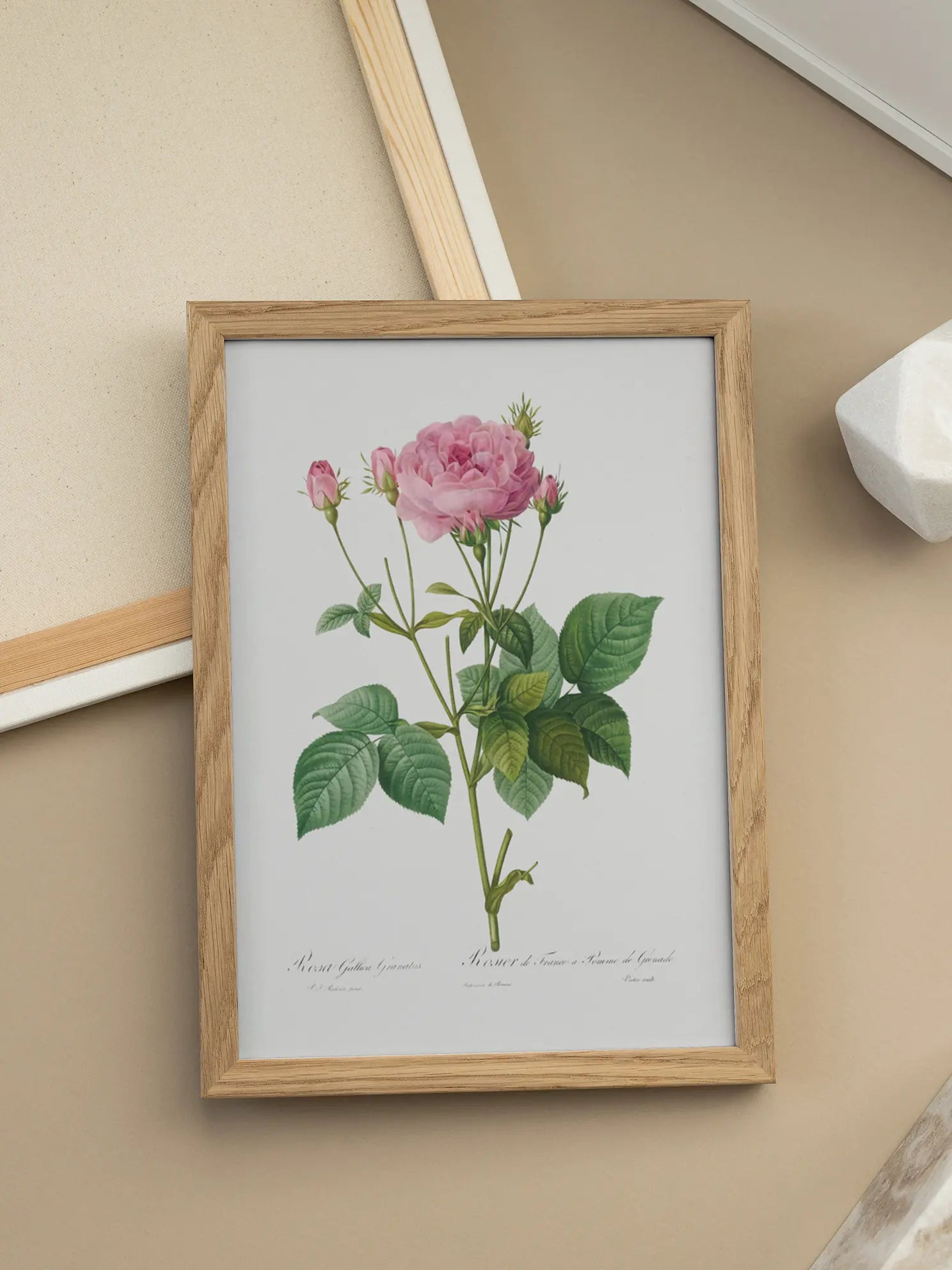 Botanical Rose Poster