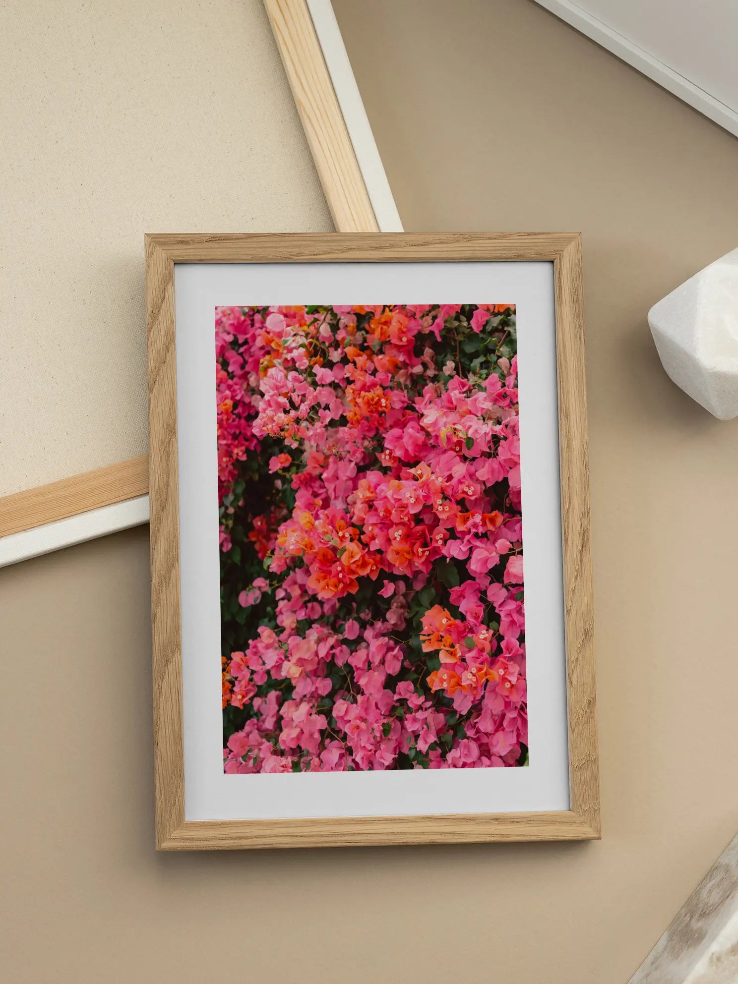 Bougainvillea in Bloom Poster