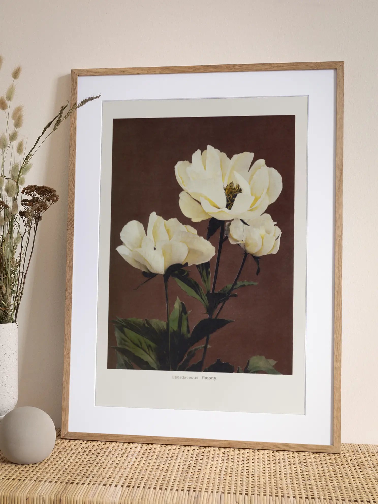 Herbaceous Peony Poster