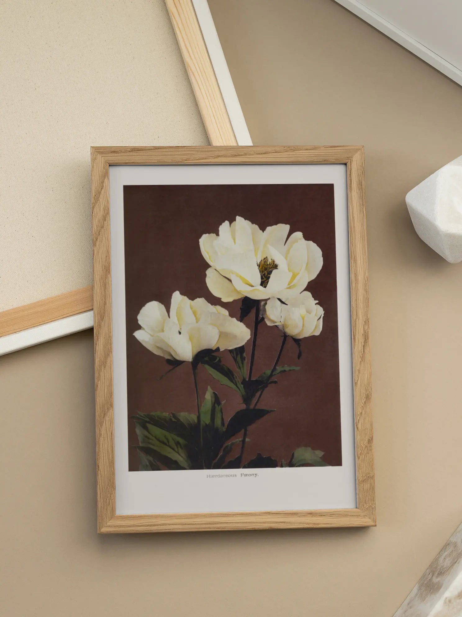Herbaceous Peony Poster
